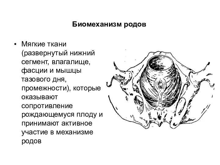 Мягкие ткани (развернутый нижний сегмент, влагалище, фасции и мышцы тазового дня, промежности),