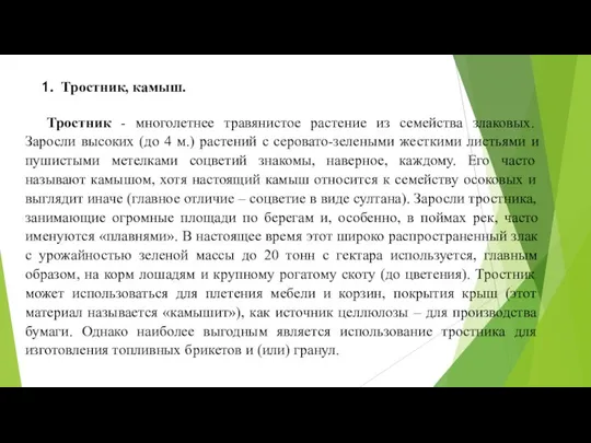 Тростник, камыш. Тростник - многолетнее травянистое растение из семейства злаковых. Заросли высоких