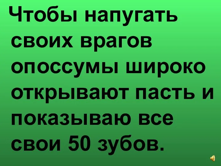 Чтобы напугать своих врагов опоссумы широко открывают пасть и показываю все свои 50 зубов.