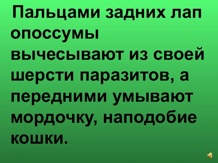 Пальцами задних лап опоссумы вычесывают из своей шерсти паразитов, а передними умывают мордочку, наподобие кошки.