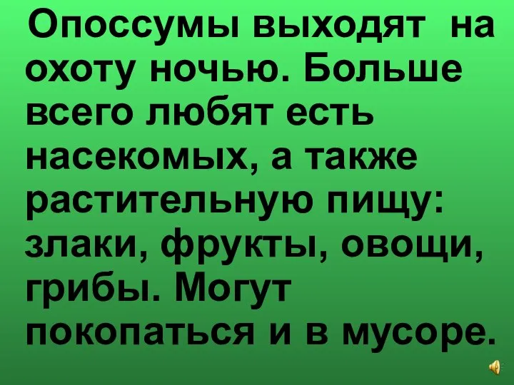 Опоссумы выходят на охоту ночью. Больше всего любят есть насекомых, а также