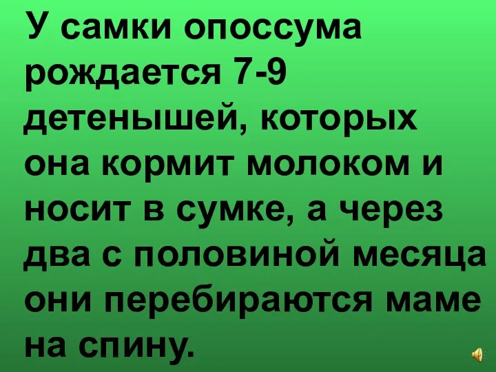 У самки опоссума рождается 7-9 детенышей, которых она кормит молоком и носит