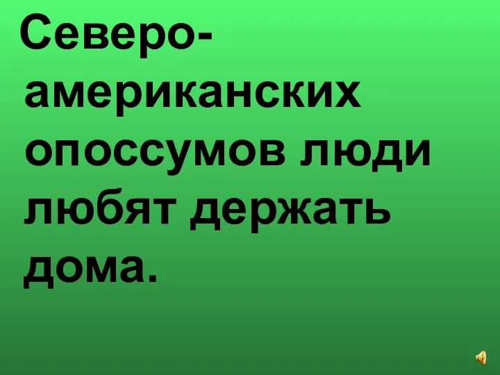 Северо-американских опоссумов люди любят держать дома.