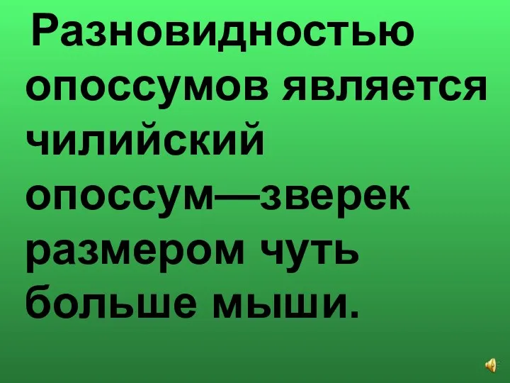 Разновидностью опоссумов является чилийский опоссум—зверек размером чуть больше мыши.