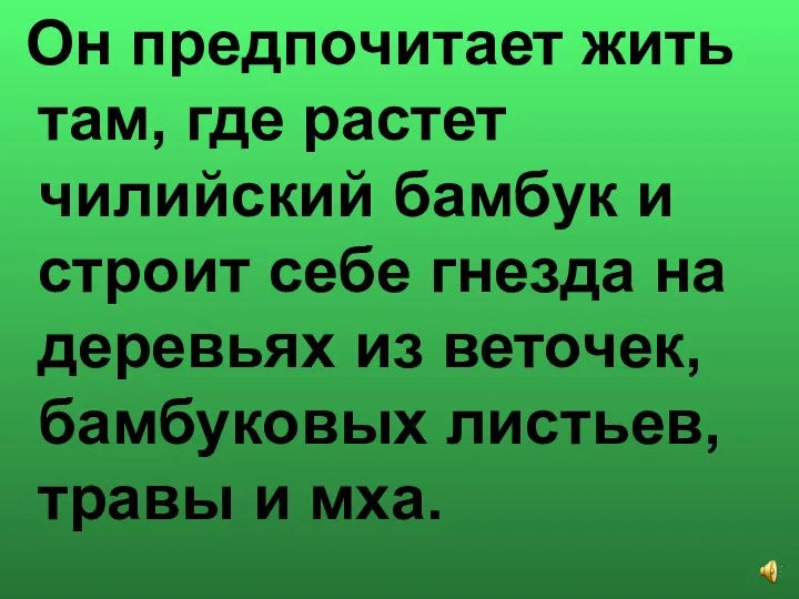 Он предпочитает жить там, где растет чилийский бамбук и строит себе гнезда