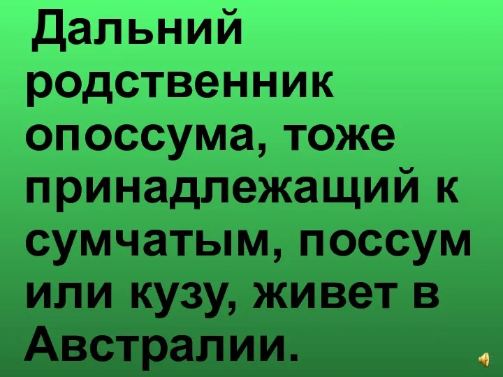 Дальний родственник опоссума, тоже принадлежащий к сумчатым, поссум или кузу, живет в Австралии.