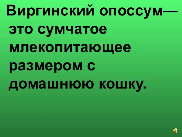 Виргинский опоссум—это сумчатое млекопитающее размером с домашнюю кошку.