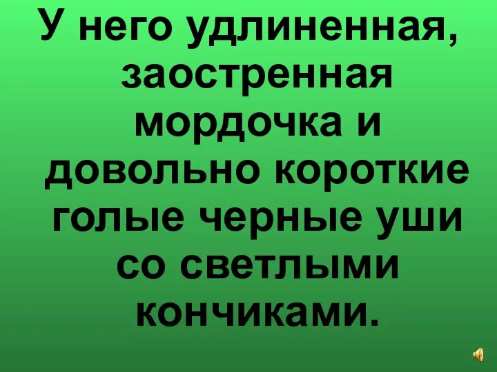 У него удлиненная, заостренная мордочка и довольно короткие голые черные уши со светлыми кончиками.