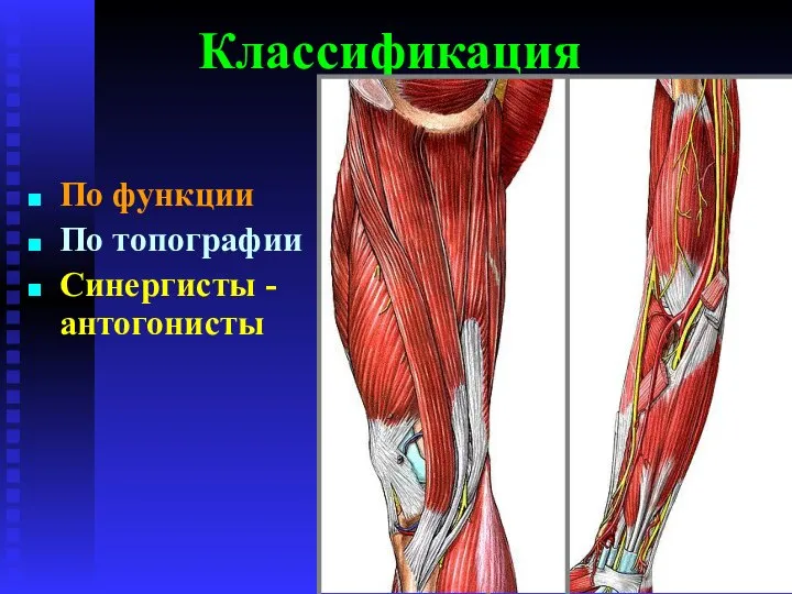 Классификация По функции По топографии Синергисты - антогонисты