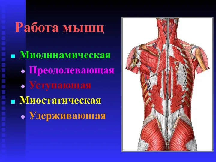 Работа мышц Миодинамическая Преодолевающая Уступающая Миостатическая Удерживающая