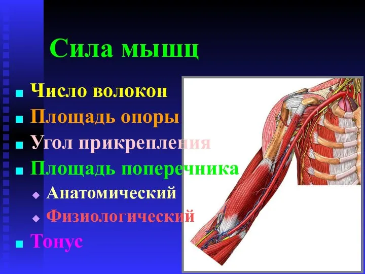 Сила мышц Число волокон Площадь опоры Угол прикрепления Площадь поперечника Анатомический Физиологический Тонус