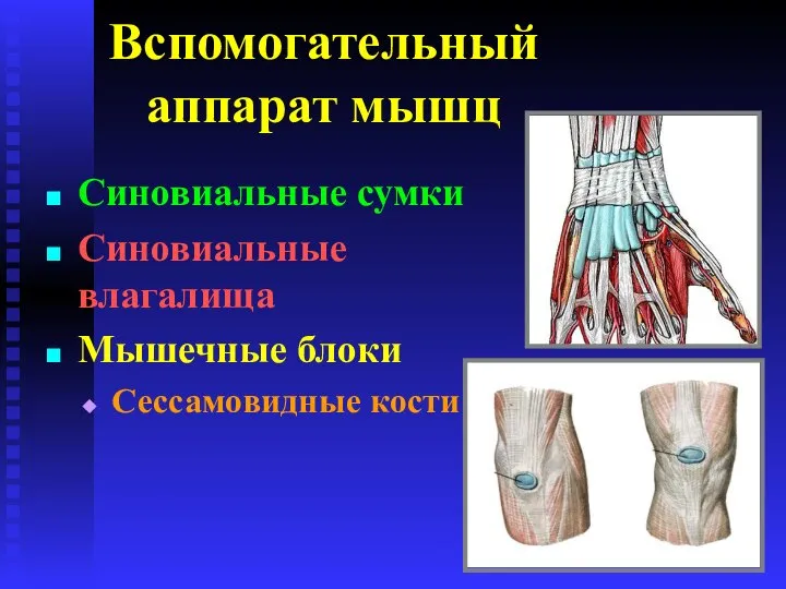 Вспомогательный аппарат мышц Синовиальные сумки Синовиальные влагалища Мышечные блоки Сессамовидные кости