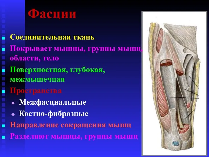 Фасции Соединительная ткань Покрывает мышцы, группы мышц, области, тело Поверхностная, глубокая, межмышечная