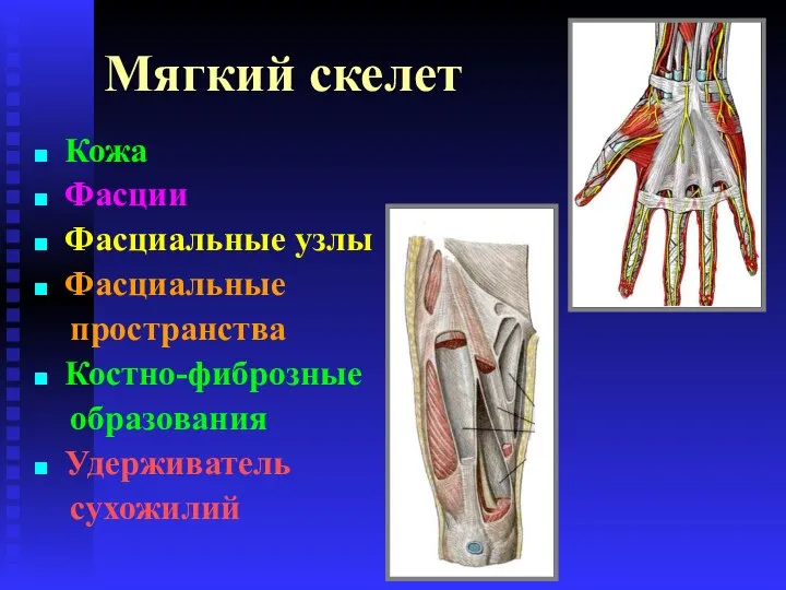 Мягкий скелет Кожа Фасции Фасциальные узлы Фасциальные пространства Костно-фиброзные образования Удерживатель сухожилий