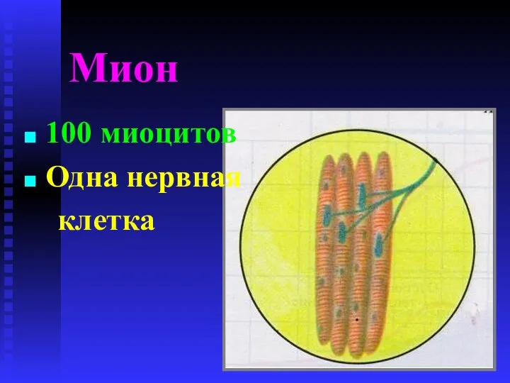 Мион 100 миоцитов Одна нервная клетка