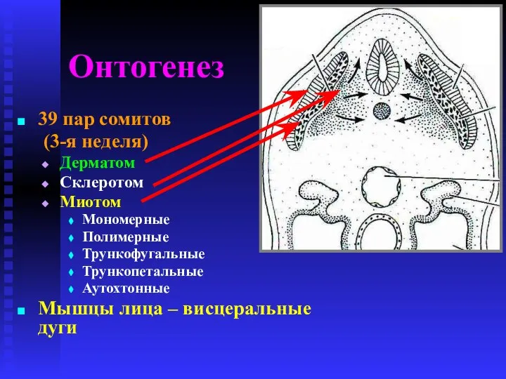 Онтогенез 39 пар сомитов (3-я неделя) Дерматом Склеротом Миотом Мономерные Полимерные Трункофугальные