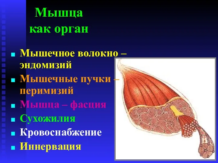 Мышца как орган Мышечное волокно – эндомизий Мышечные пучки – перимизий Мышца