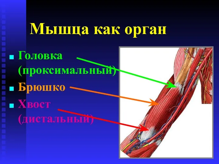 Мышца как орган Головка (проксимальный) Брюшко Хвост (дистальный)