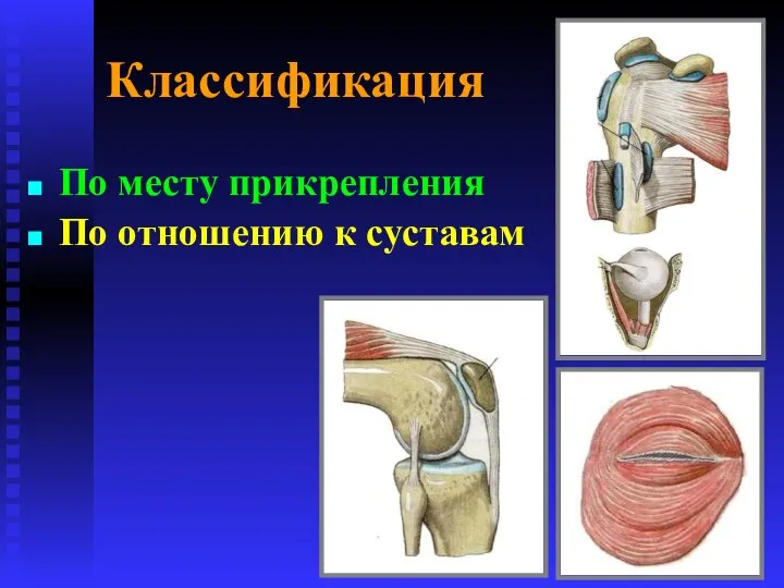 Классификация По месту прикрепления По отношению к суставам