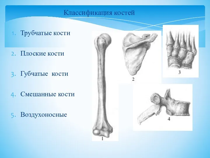 Трубчатые кости Плоские кости Губчатые кости Смешанные кости Воздухоносные Классификация костей