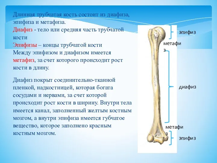 Длинная трубчатая кость состоит из диафиза, эпифиза и метафиза. Диафиз - тело