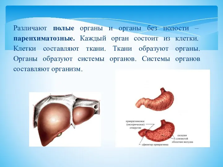 Различают полые органы и органы без полости – паренхиматозные. Каждый орган состоит