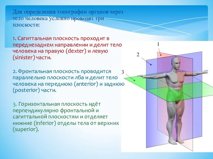 Для определения топографии органов через тело человека условно проводят три плоскости: 1.