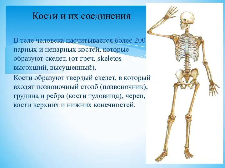 В теле человека насчитывается более 200 парных и непарных костей, которые образуют