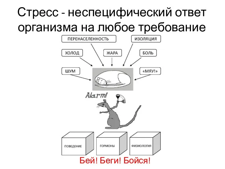 Стресс - неспецифический ответ организма на любое требование Бей! Беги! Бойся!