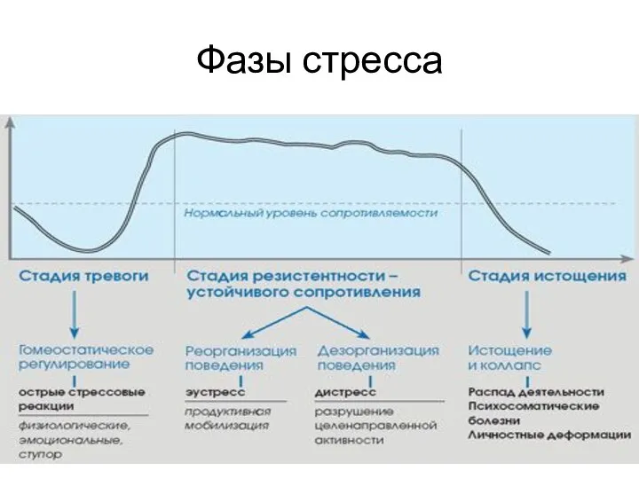 Фазы стресса