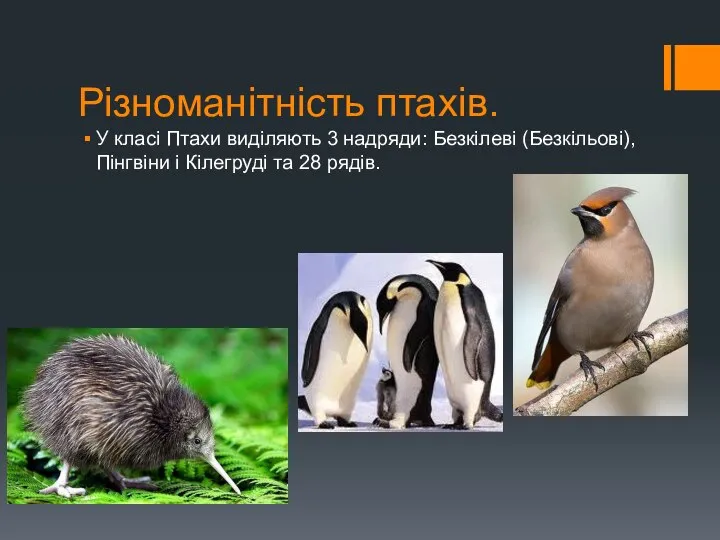 Різноманітність птахів. У класі Птахи виділяють 3 надряди: Безкілеві (Безкільові), Пінгвіни і Кілегруді та 28 рядів.