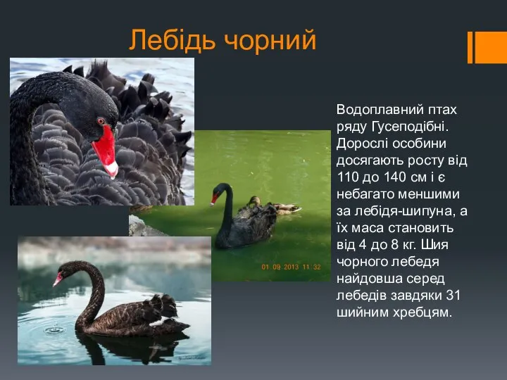 Лебідь чорний Водоплавний птах ряду Гусеподібні. Дорослі особини досягають росту від 110