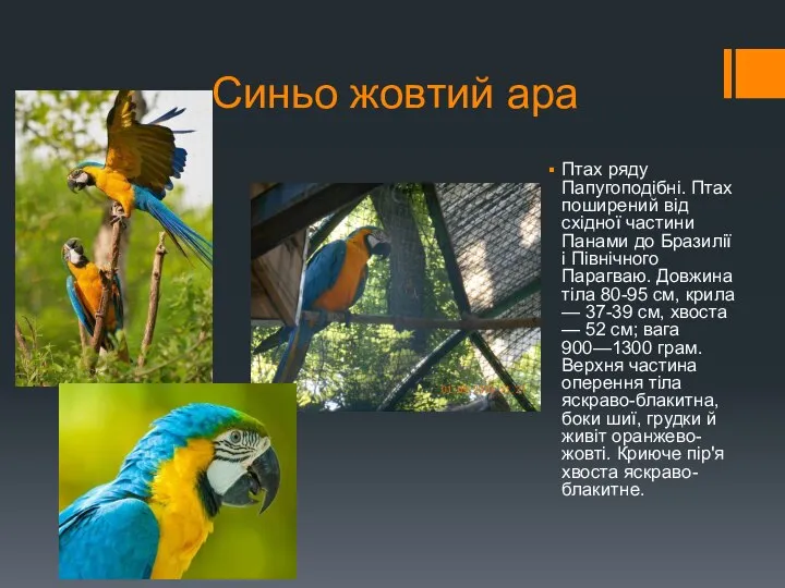 Синьо жовтий ара Птах ряду Папугоподібні. Птах поширений від східної частини Панами