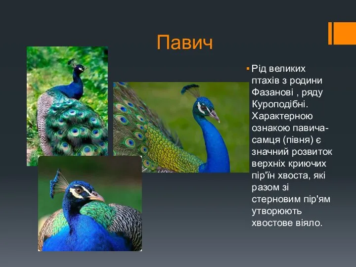 Павич Рід великих птахів з родини Фазанові , ряду Куроподібні. Характерною ознакою