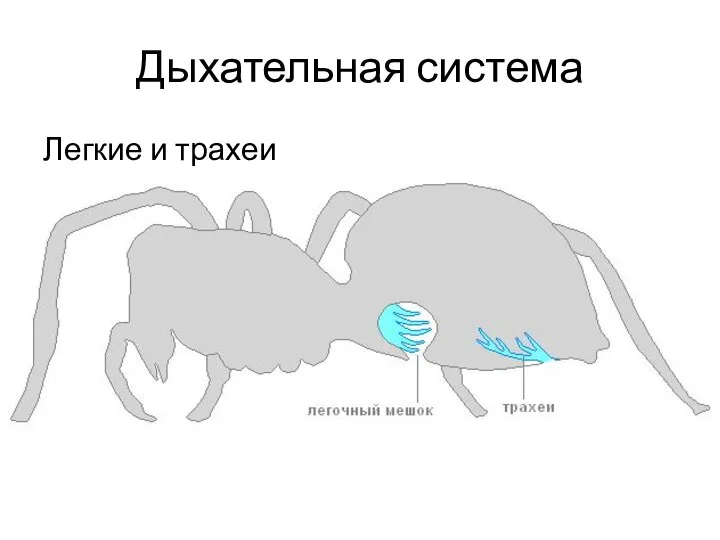 Дыхательная система Легкие и трахеи