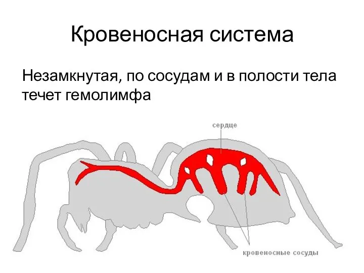 Кровеносная система Незамкнутая, по сосудам и в полости тела течет гемолимфа