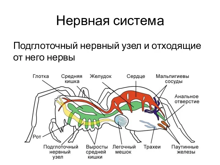 Нервная система Подглоточный нервный узел и отходящие от него нервы