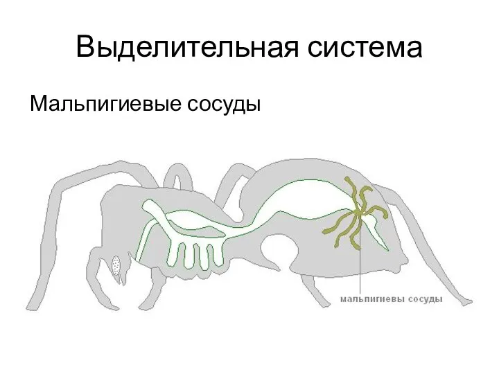 Выделительная система Мальпигиевые сосуды