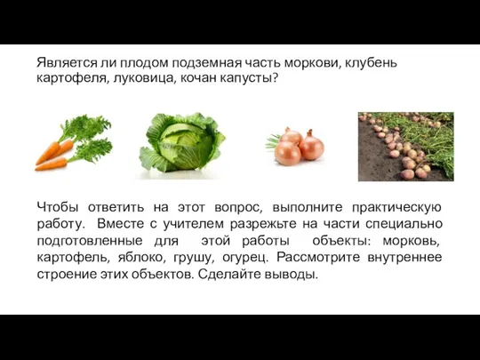 Является ли плодом подземная часть моркови, клубень картофеля, луковица, кочан капусты? Чтобы