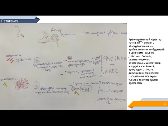 Патогенез Кратковременный характер течения ПТИ связан с непродолжительным пребыванием их возбудителей в