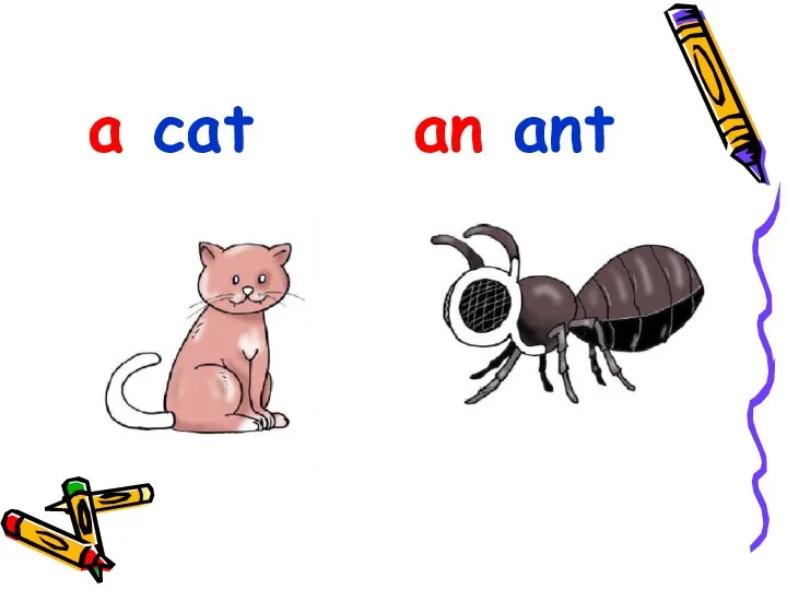 a cat an ant