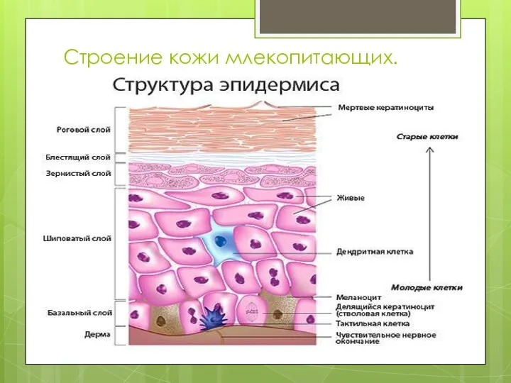 Строение кожи млекопитающих.