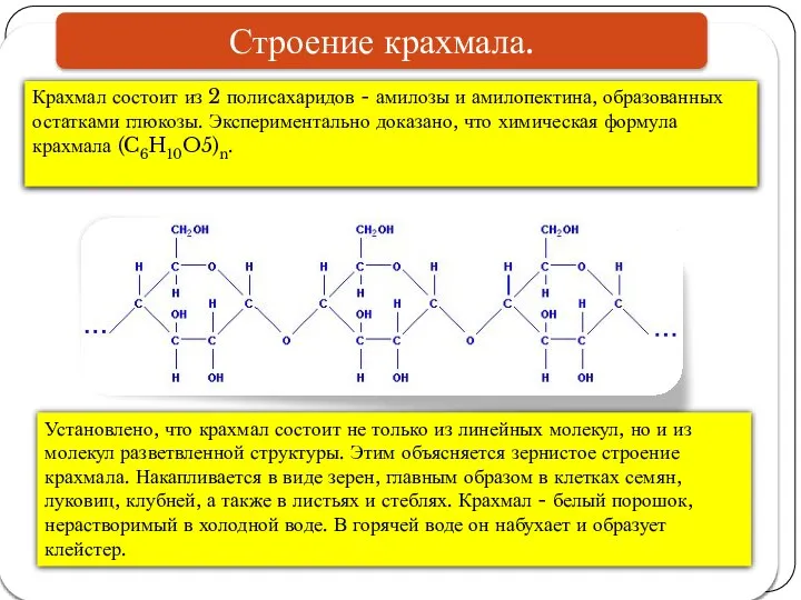 Крахмал состоит из 2 полисахаридов - амилозы и амилопектина, образованных остатками глюкозы.