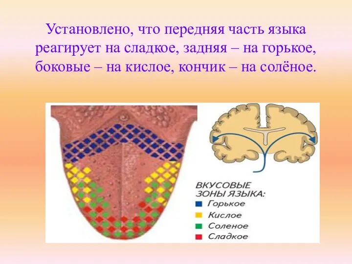 Установлено, что передняя часть языка реагирует на сладкое, задняя – на горькое,