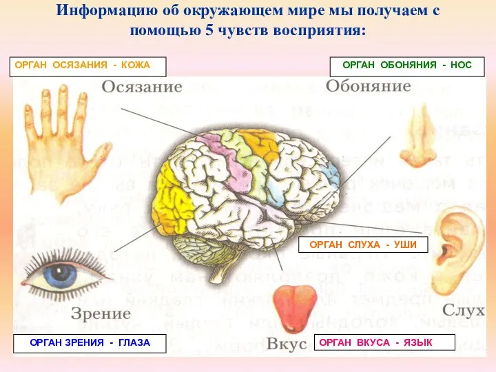 Информацию об окружающем мире мы получаем с помощью 5 чувств восприятия: ОРГАН
