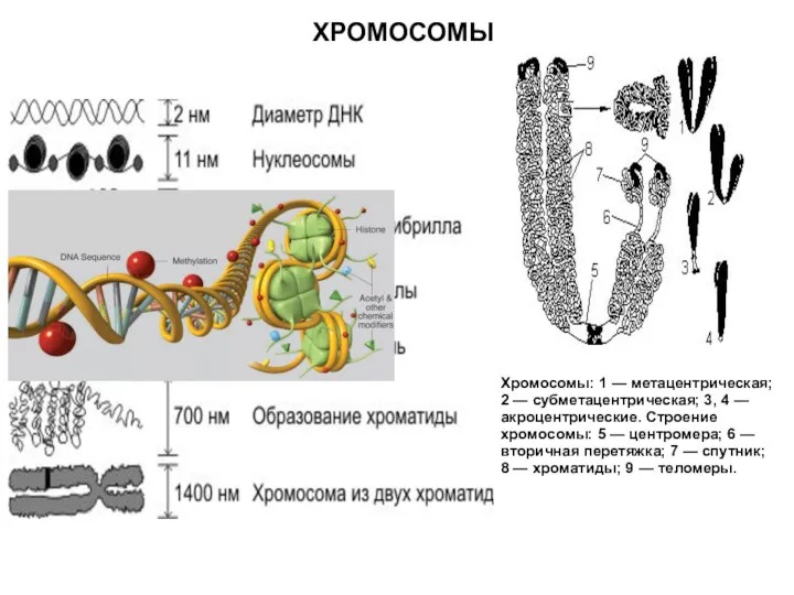 Хромосомы: 1 — метацентрическая; 2 — субметацентрическая; 3, 4 — акроцентрические. Строение