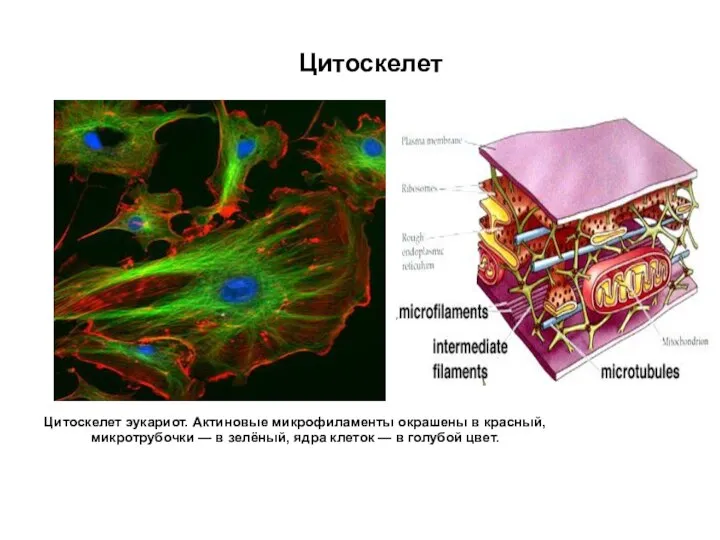Цитоскелет эукариот. Актиновые микрофиламенты окрашены в красный, микротрубочки — в зелёный, ядра