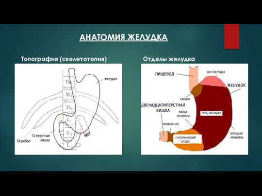 АНАТОМИЯ ЖЕЛУДКА Топография (скелетотопия) Отделы желудка
