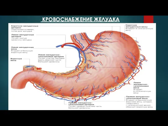 КРОВОСНАБЖЕНИЕ ЖЕЛУДКА