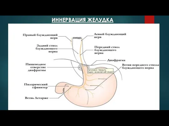 ИННЕРВАЦИЯ ЖЕЛУДКА